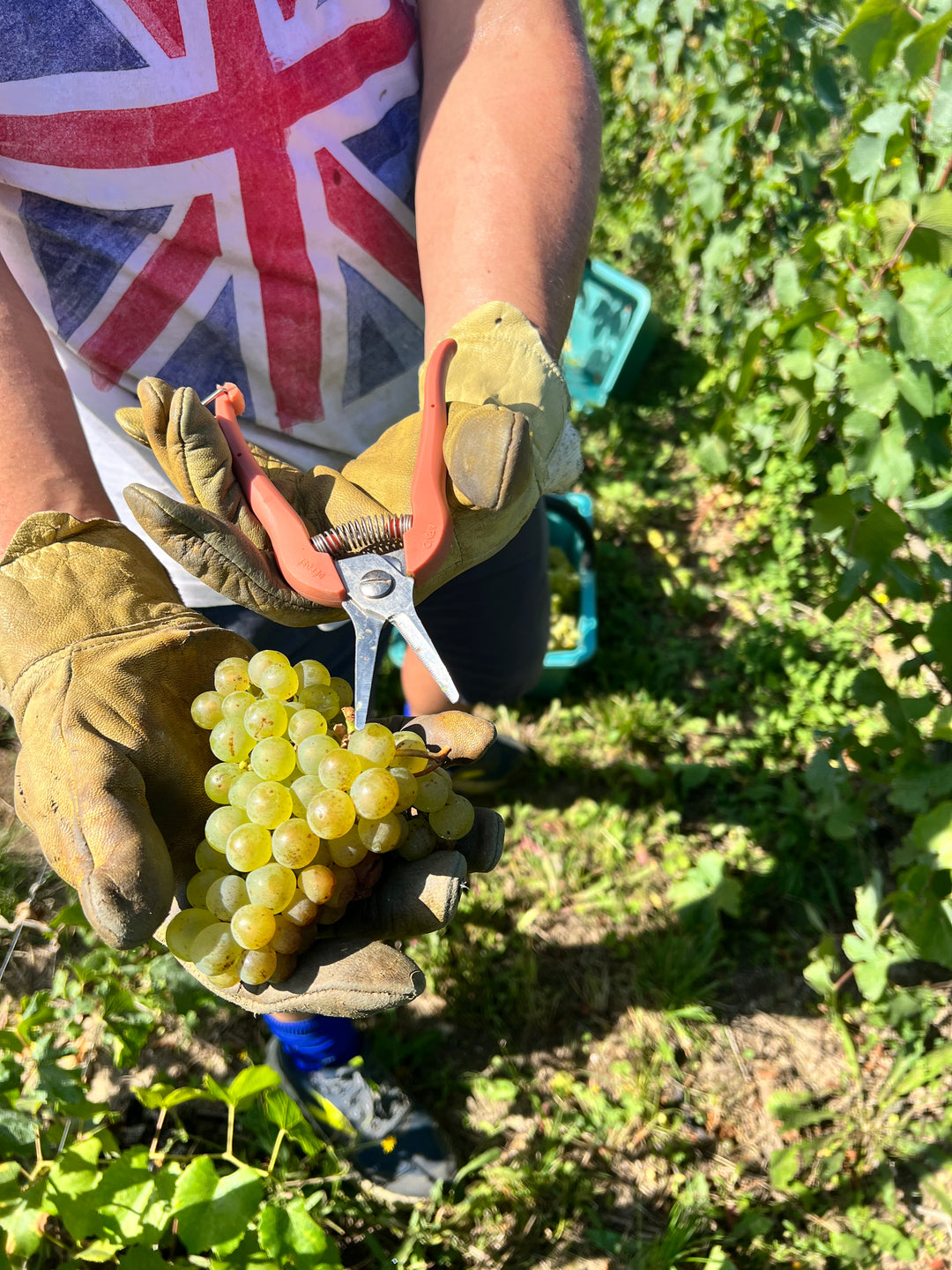 Récolte de champagne -- De oogst